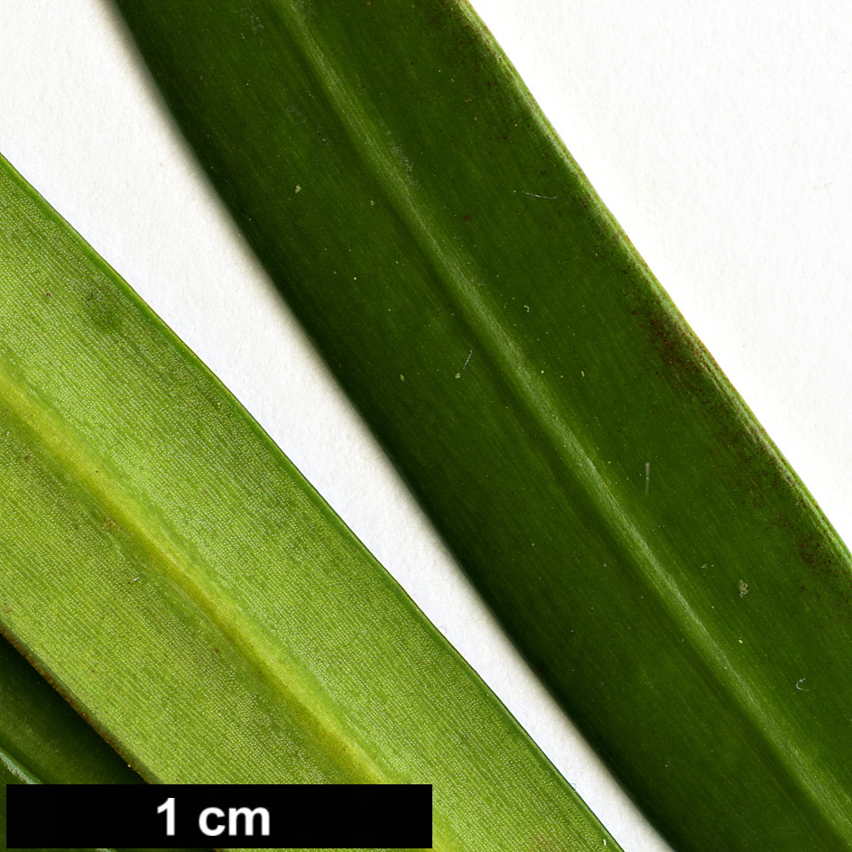 High resolution image: Family: Podocarpaceae - Genus: Podocarpus - Taxon: macrophyllus - SpeciesSub: var. macrophyllus